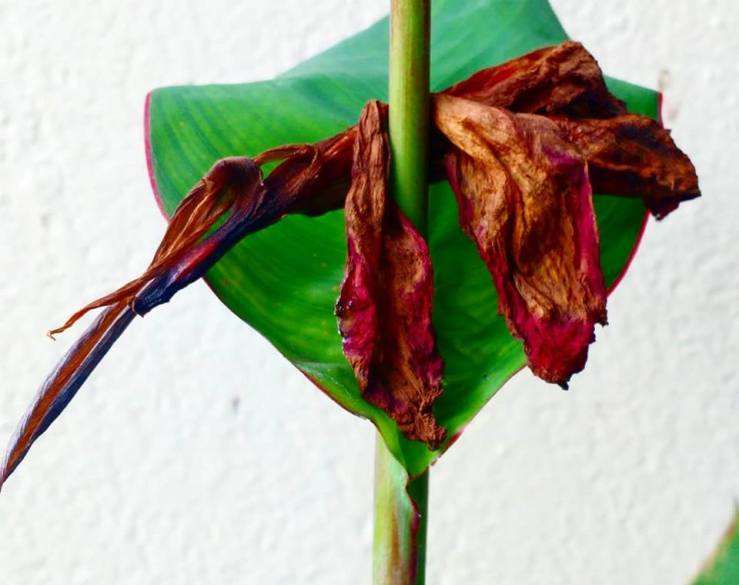 29542424_2470881389804185_1266832374019045939_n