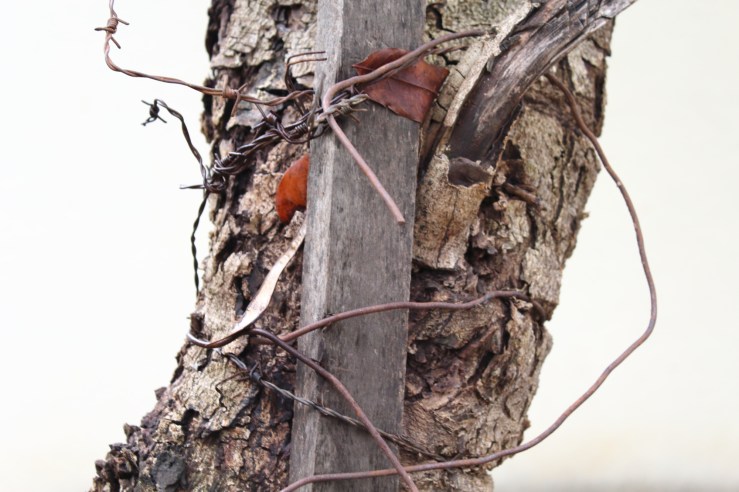composição tronco com arame.JPG