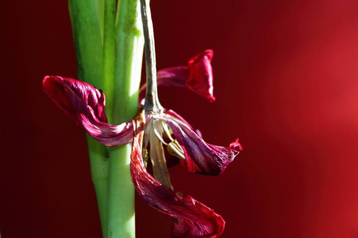 30547135_2487723908119933_253374547_o